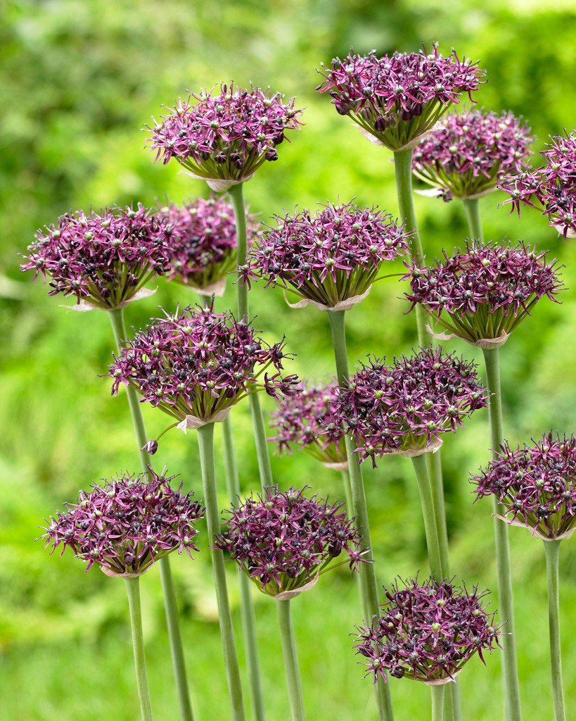 J M Van Berkel Bv Allium Atropurpureum